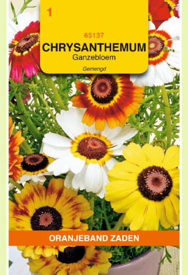 Painted daisy Rainbow Mix (Chrysanthemum) 350 seeds OB